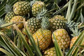 Inside the Pineapple Industry in Colombia