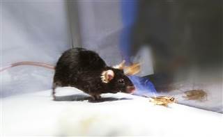 Image: A mouse chases after a cricket.