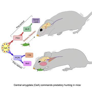 Image: A graph depicts the predatory hunting instinct.