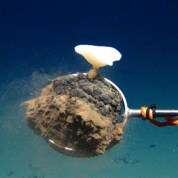 Image: A glass sponge.