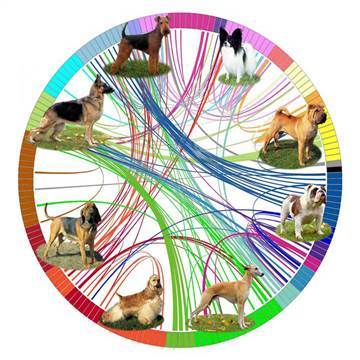 Image: A diagram representing the genetic analysis of dog breeds