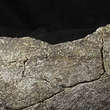 Image: mastodon bone