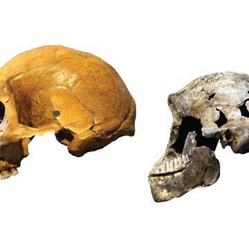 Image: Kabwe skull from Zambia and a "Neo" skull of Homo naledi