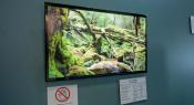 JOLED shows three OLED panels for PC monitors