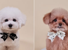 How to Capture Incredible Pet Photos and Videos With the