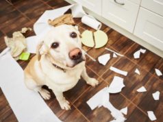 Messy knowledge is holding enterprises again from AI shutterstock 339205646 bad dog making a mess in the kitchen