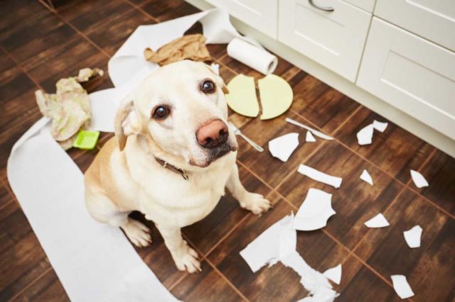 shutterstock 339205646 bad dog making a mess in the kitchen