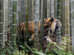 Tiger Global associate Alex Cook to go away agency, sources say