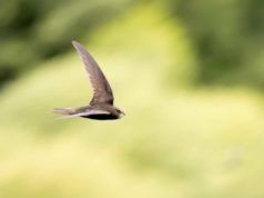Swift 6 arrives with improved concurrency, data-race… shutterstock 2227591131 common Swift bird in flight over sunlit green grass