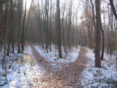 The thrilling new world of Redis forked paths forking paths trails