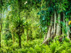 Microsoft Makes Deal to Offset AI Emissions and Restore Rain… Huge ancient Banyan tree covered by vines in Bali.