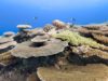 Samsung Galaxy’s Ocean Mode and Coral Reef Initiative