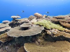 Samsung Galaxy’s Ocean Mode and Coral Reef Initiative