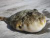Preventing agent-generated infrastructure bloat via… bloated puffer fish by brian yurasits via unsplash