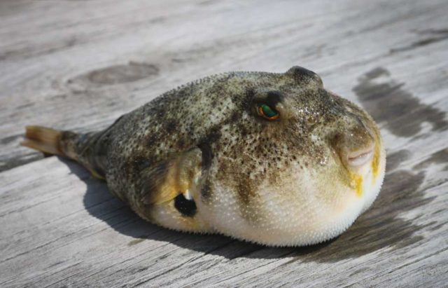 Preventing-agent-generated-infrastructure-bloat-through.jpg bloated puffer fish by brian yurasits via unsplash