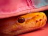 Soothe your Python frustrations the sensible manner Sleepy golden python under a quilt.